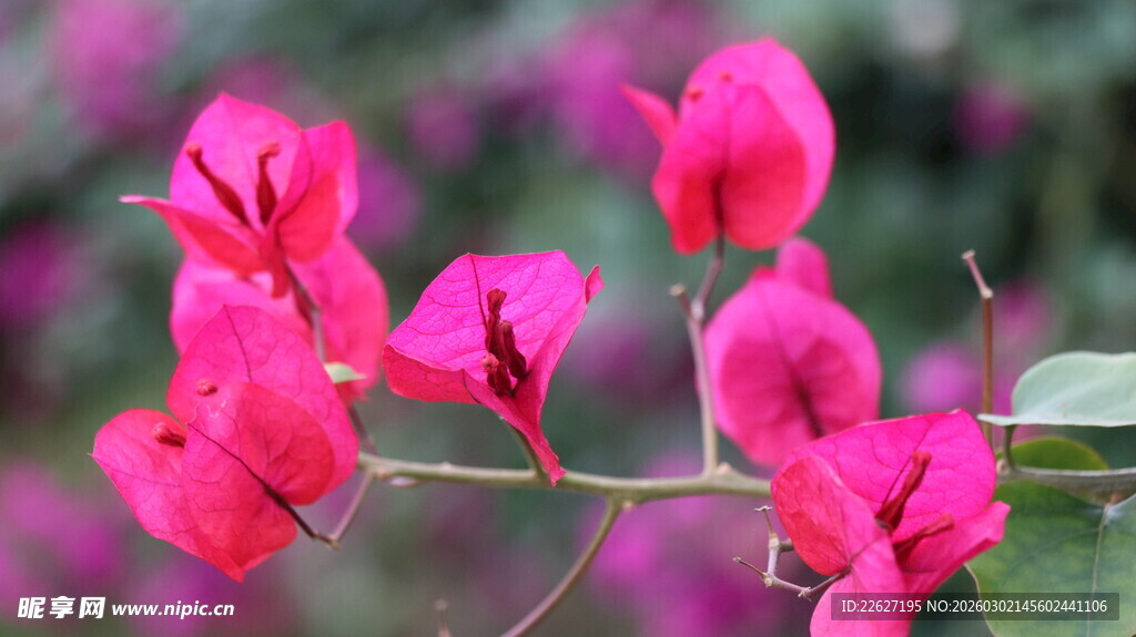 艳丽三角梅花朵特写