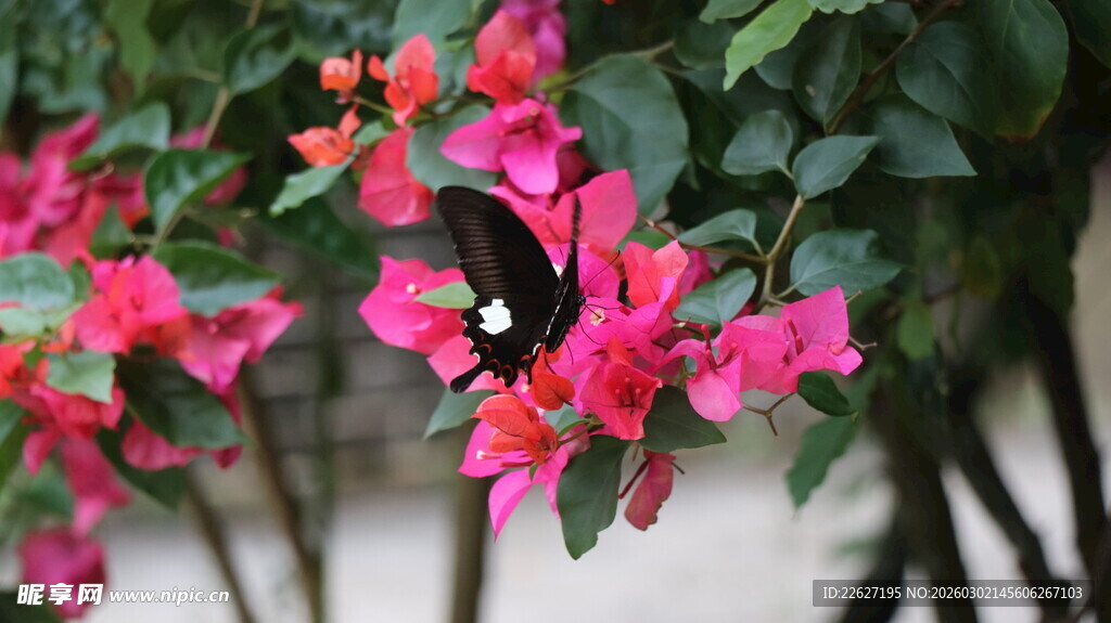 黑蝶停驻于艳红三角梅