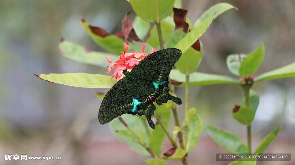 绿叶间的黑绿相间蝴蝶