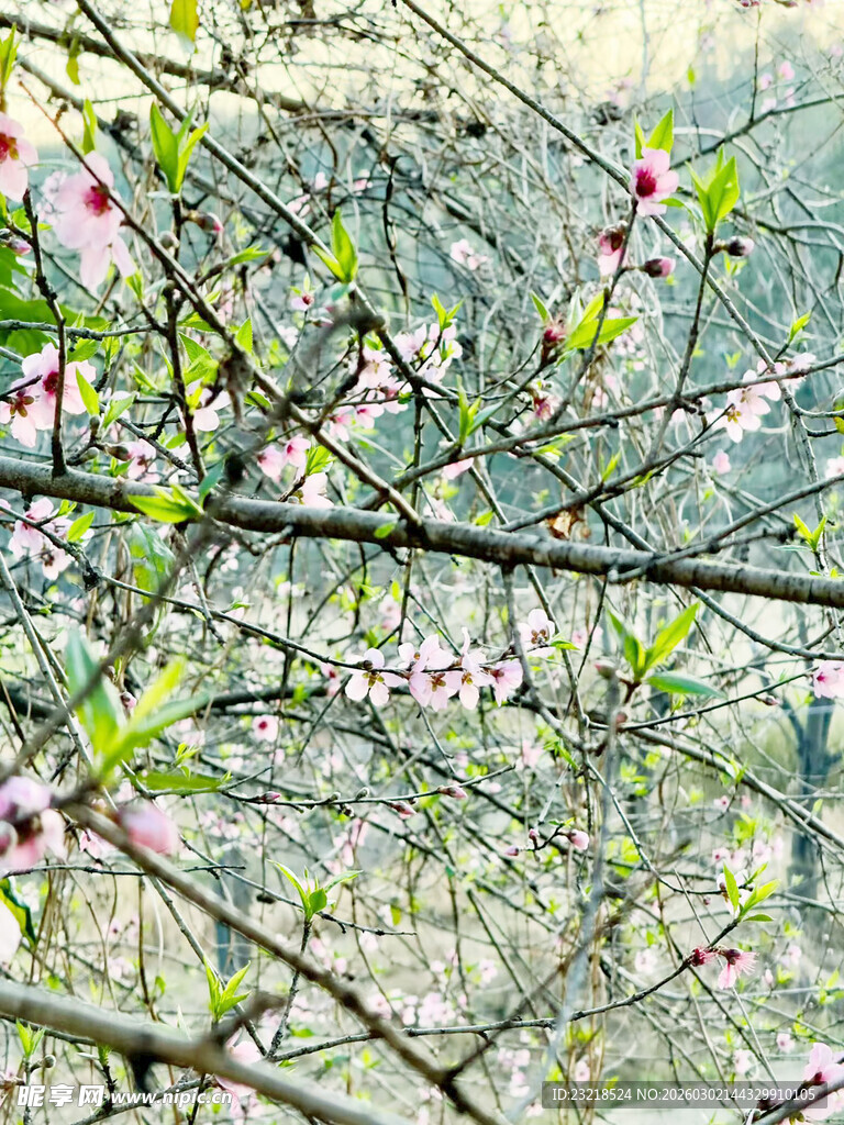 桃花树枝