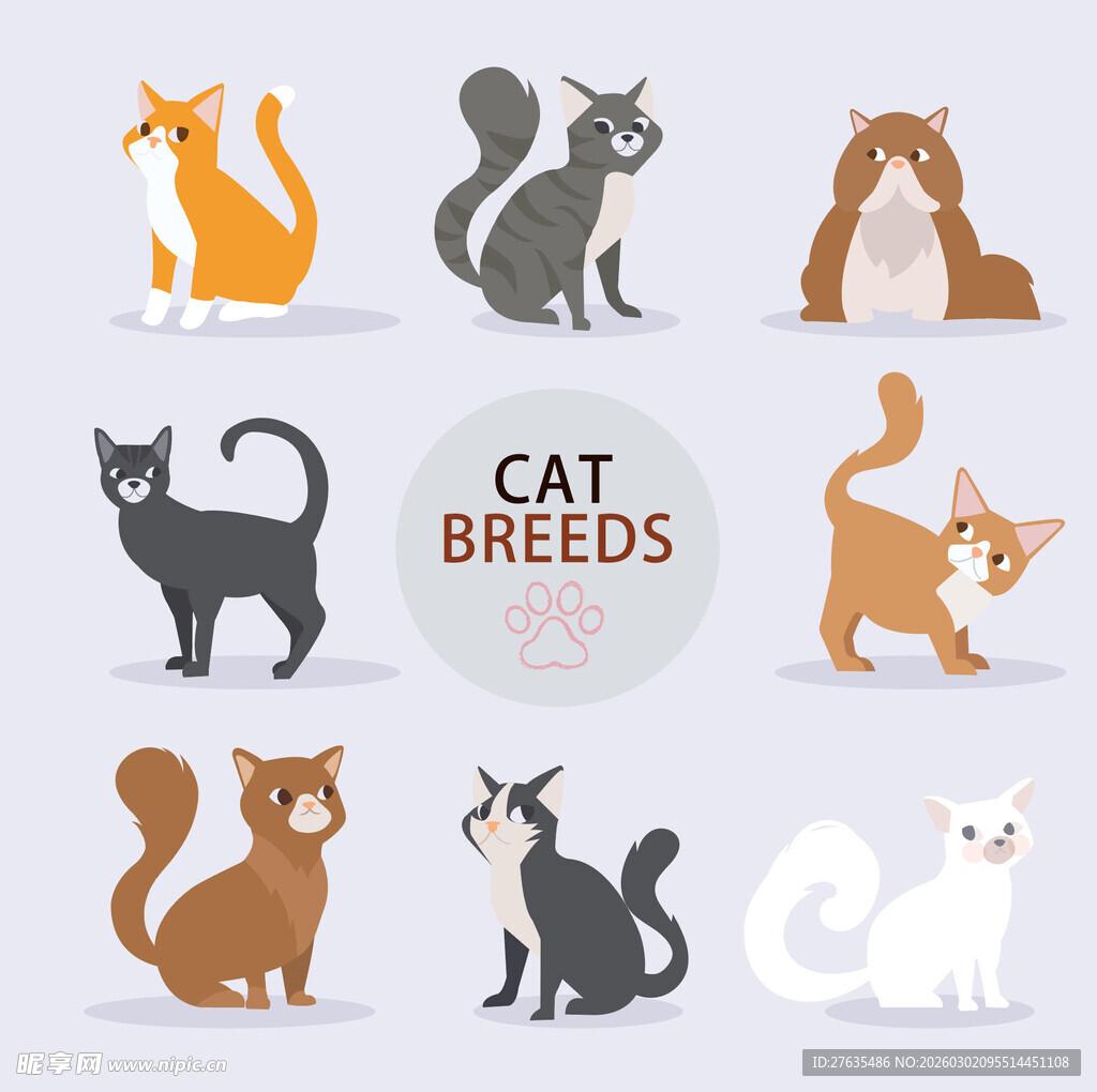 多样猫咪品种展示