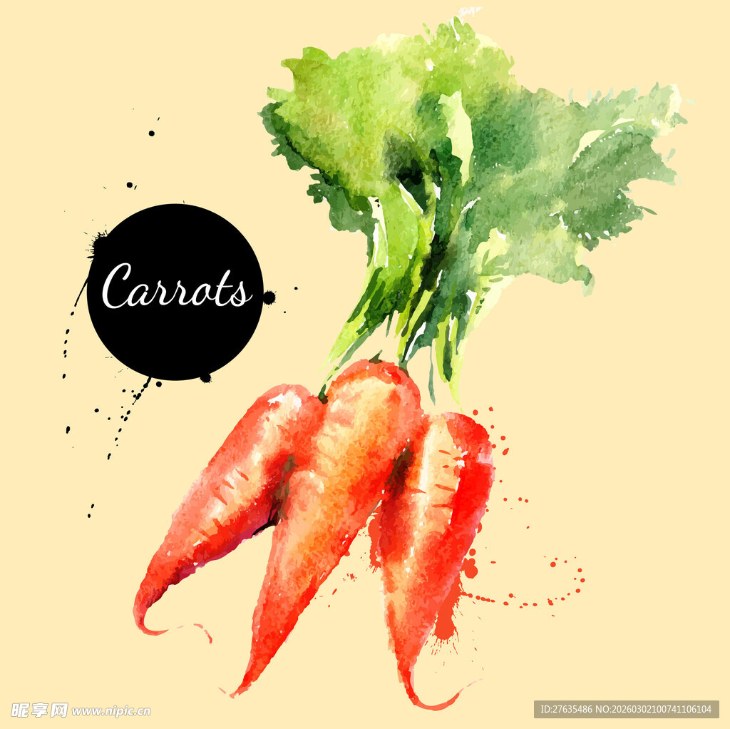 水彩绘新鲜胡萝卜