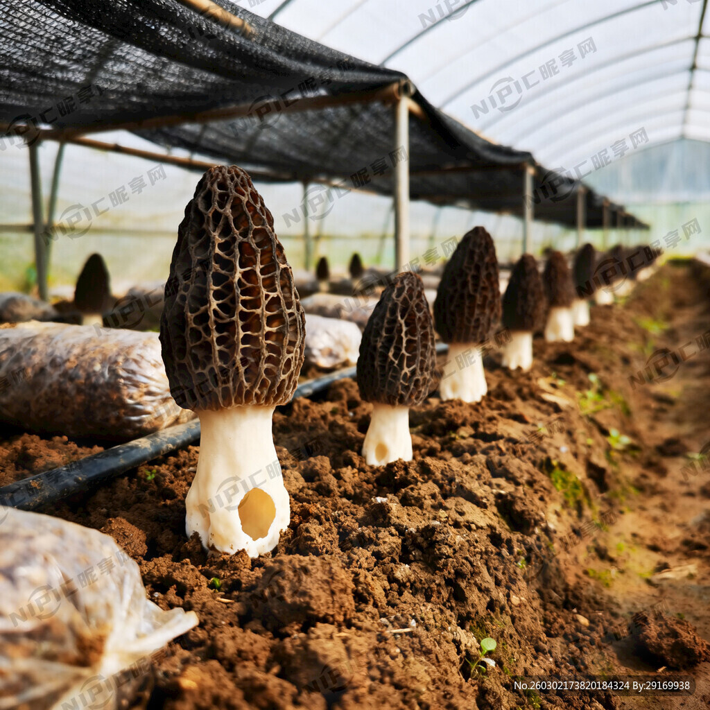 羊肚菌种植基地