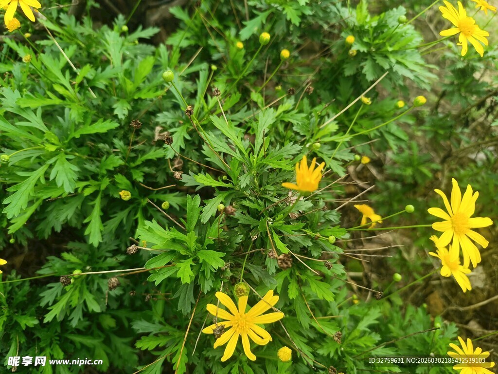 绿叶间的黄色小花绽放