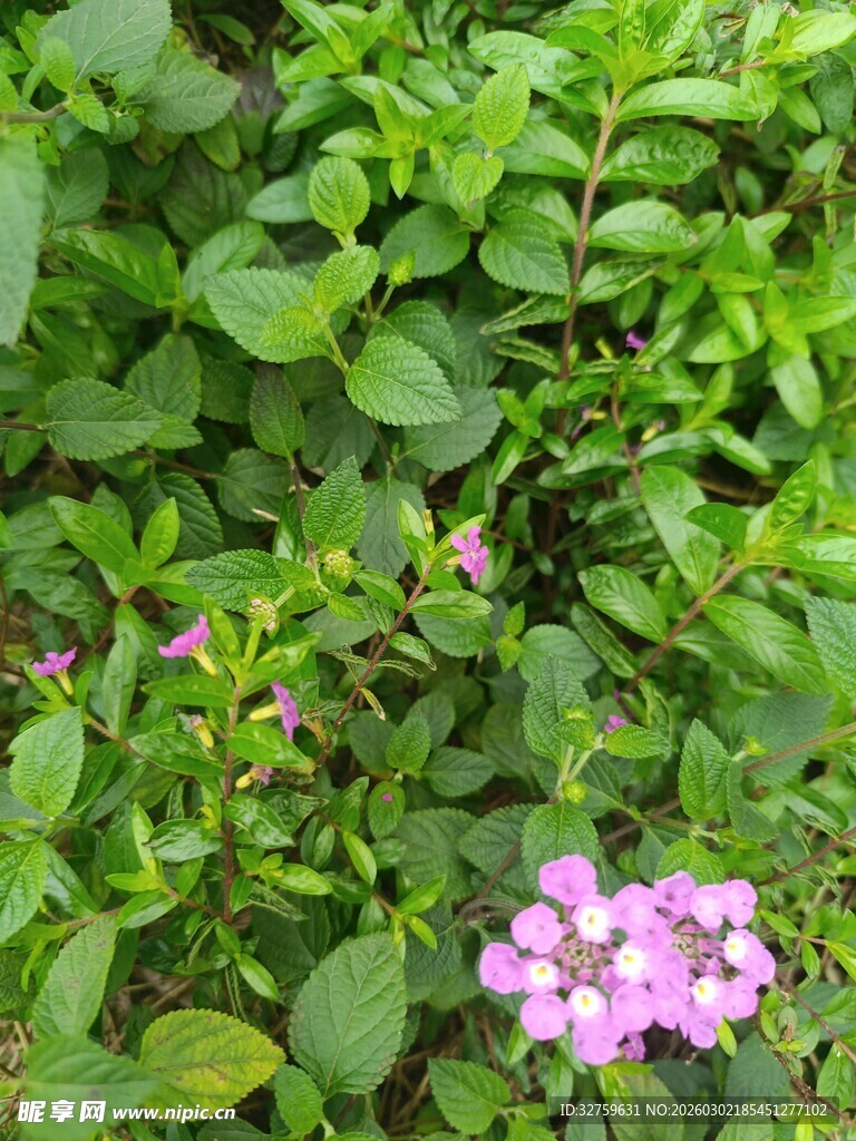 绿叶丛中的粉色小花