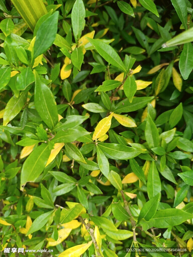 翠绿繁茂的植物叶片