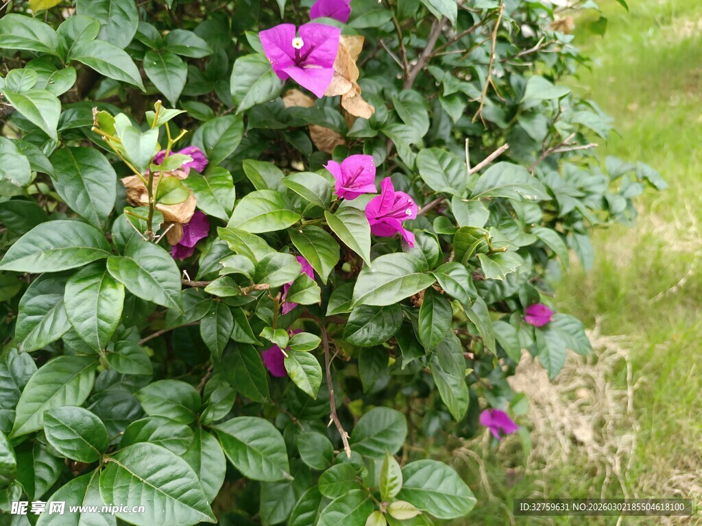 绿叶丛中的娇艳紫花