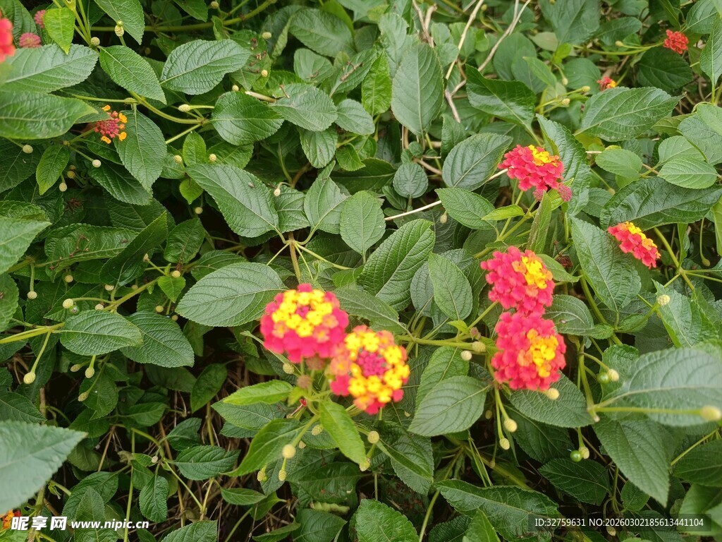 多彩马缨丹绽放绿意间