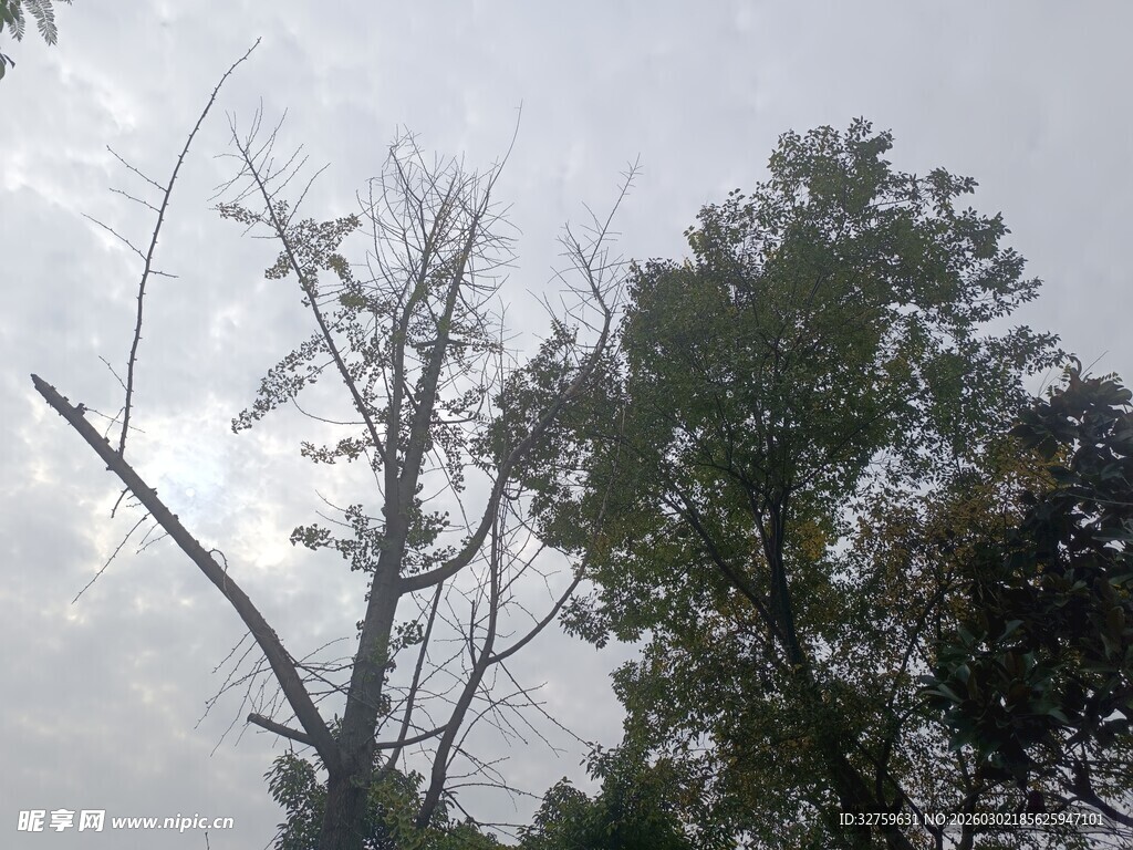 枯树与绿树并存的景象