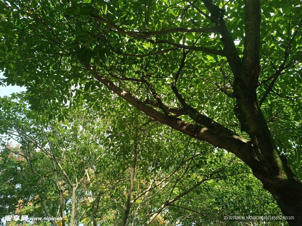 繁茂绿树展现自然生机