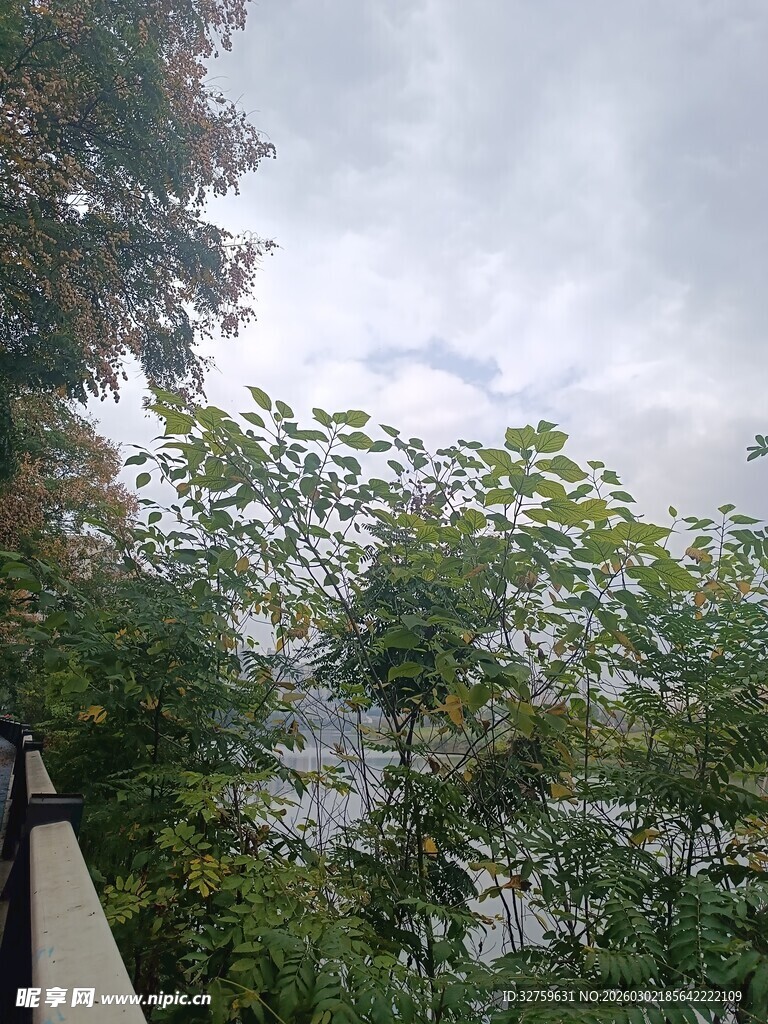 阴天时的绿植景观