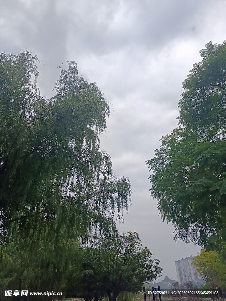 雨中摇曳的绿树