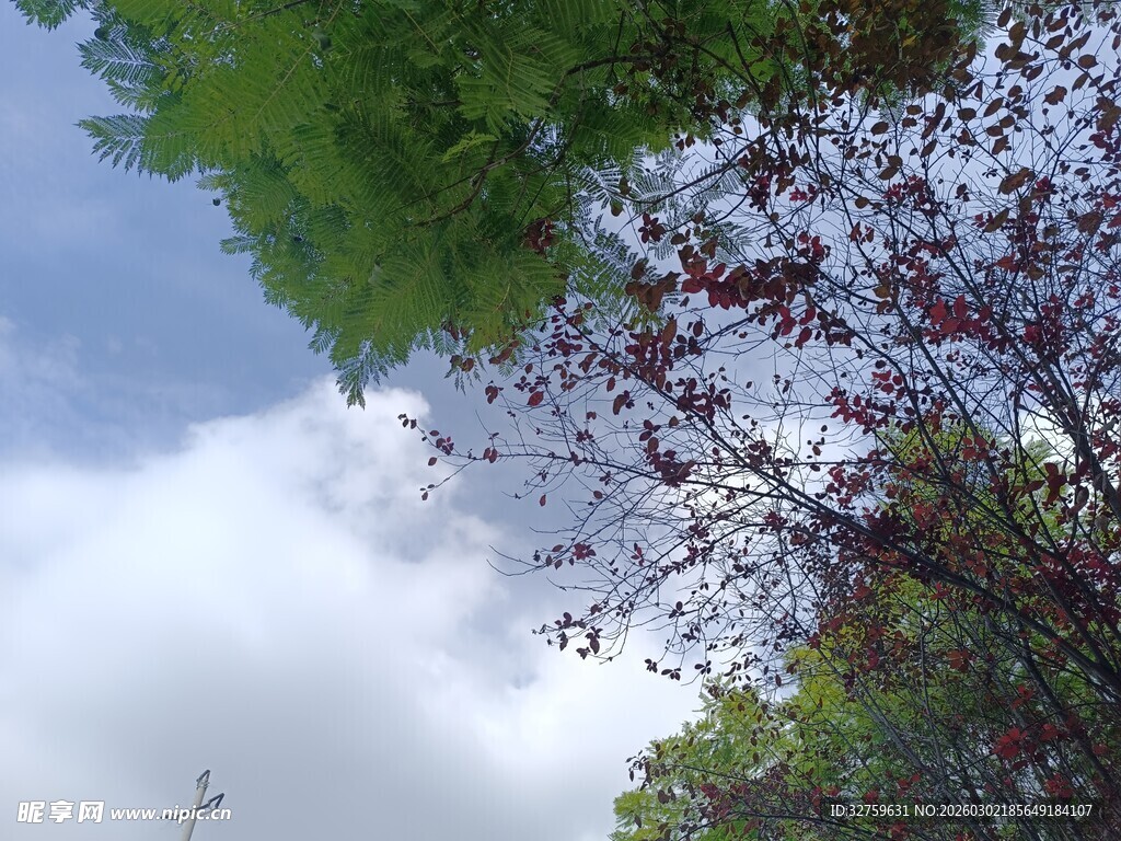 仰望天空中的绿树繁花