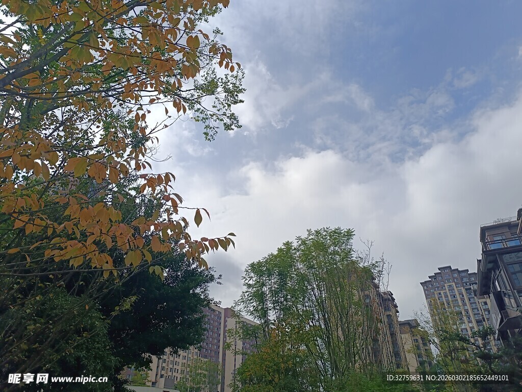 城市中树木与蓝天白云景象