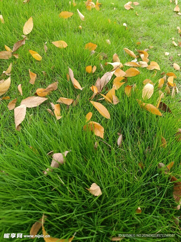 草地上散落的枯黄树叶