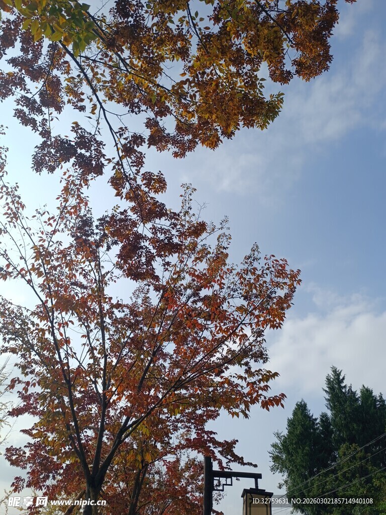 秋日树梢 