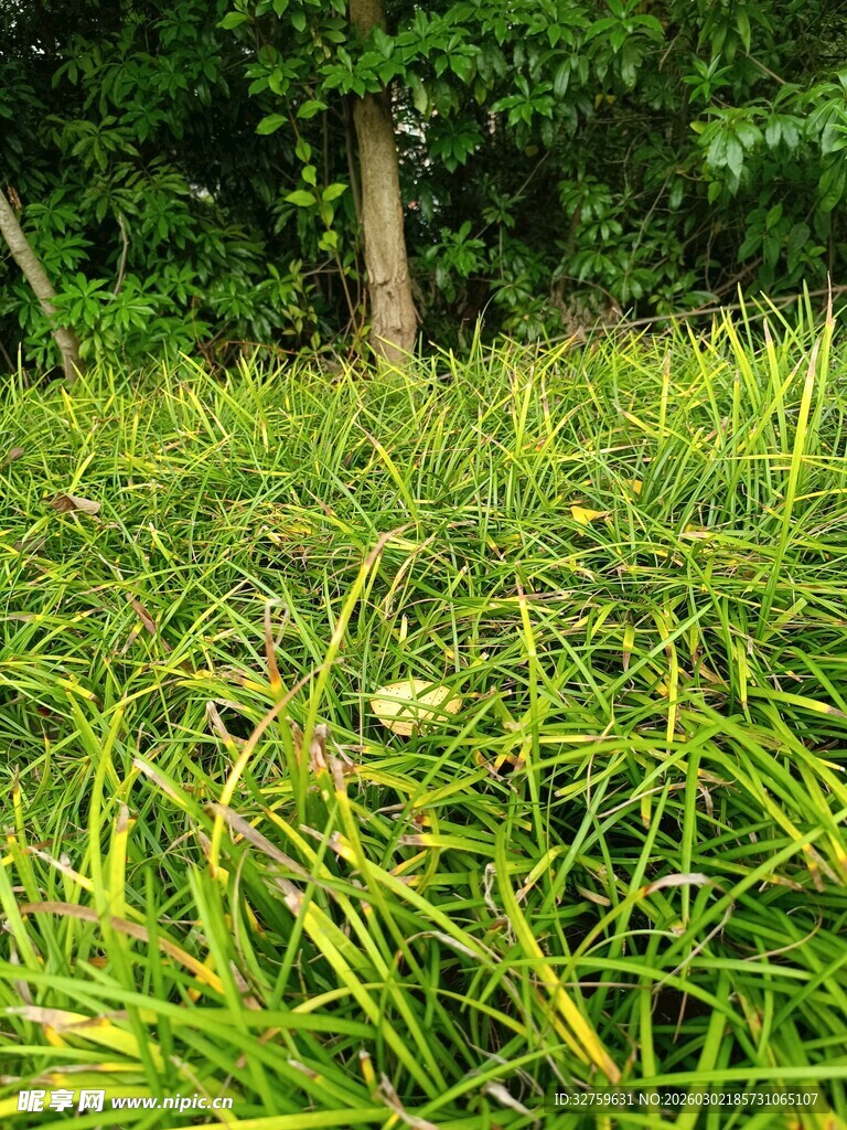 翠绿草地与树木的自然景致