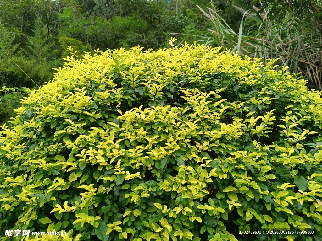 翠绿繁茂的球形灌木丛