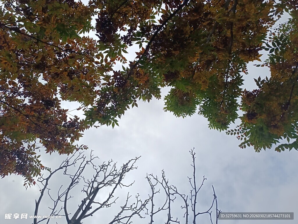仰视秋日树梢景象