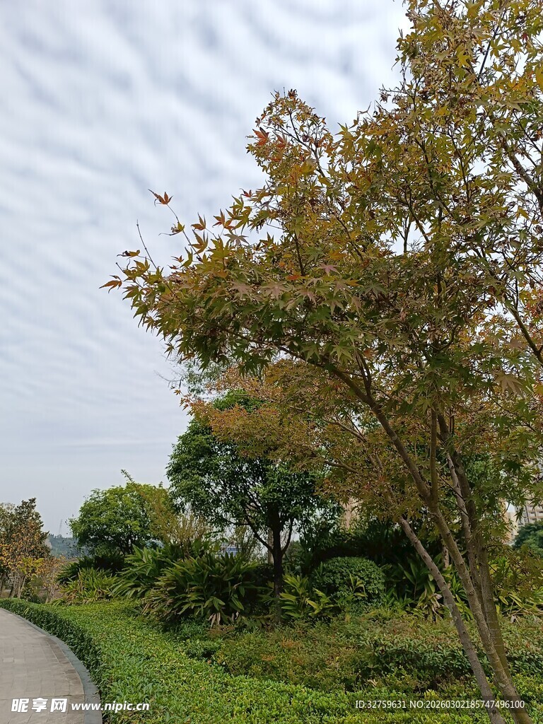 林间小道旁的多彩树木