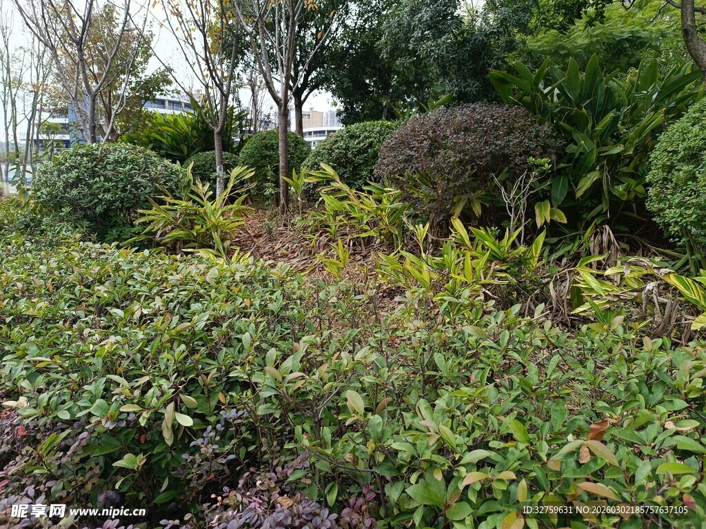 多彩繁茂的园林植物景观