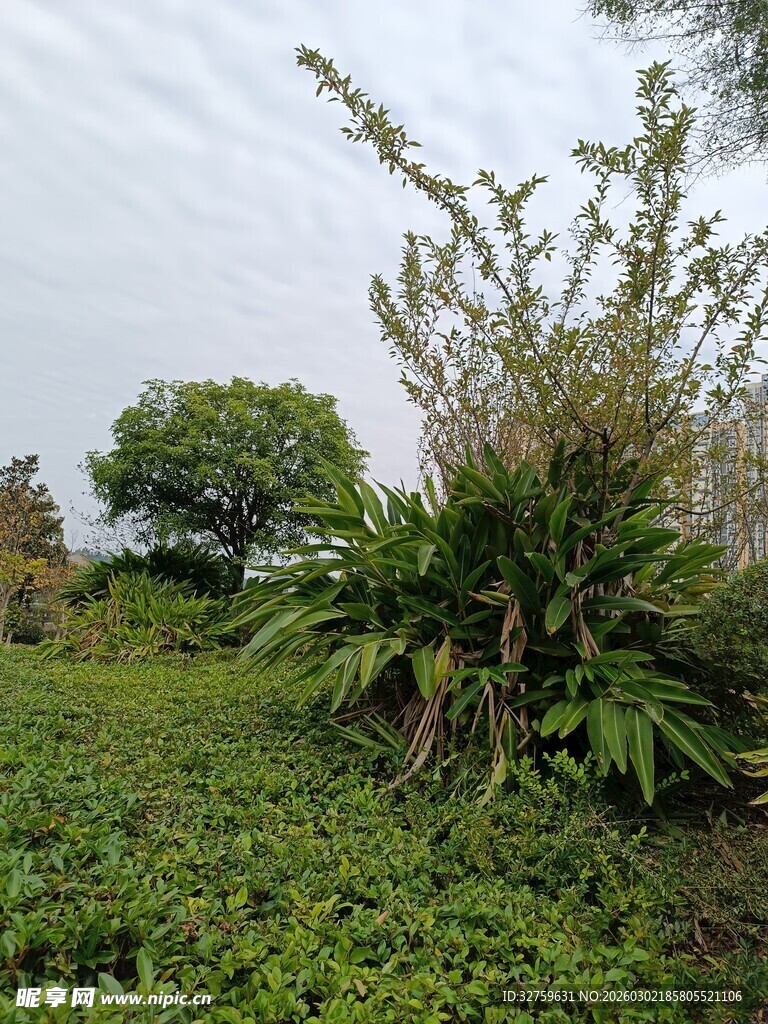 野外繁茂绿植景观
