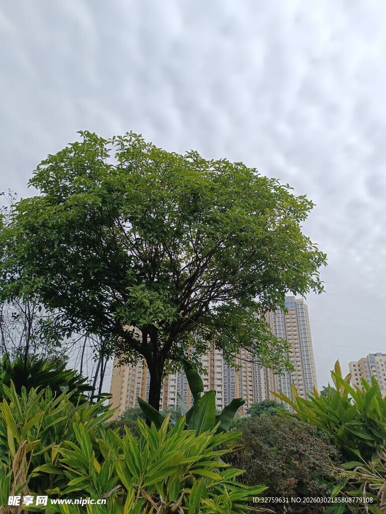 城市中茂盛的绿树景观