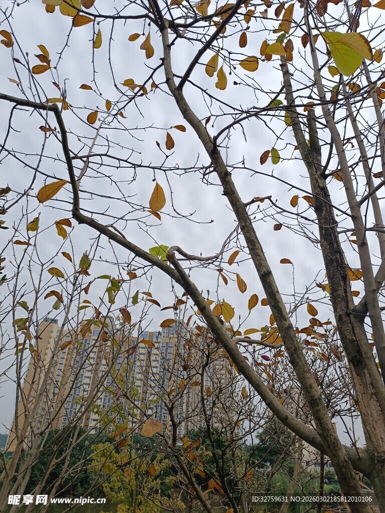 秋日树枝与稀疏黄叶景象