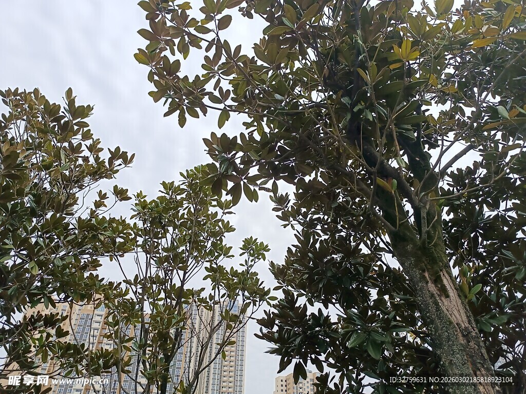 城市中的繁茂绿树