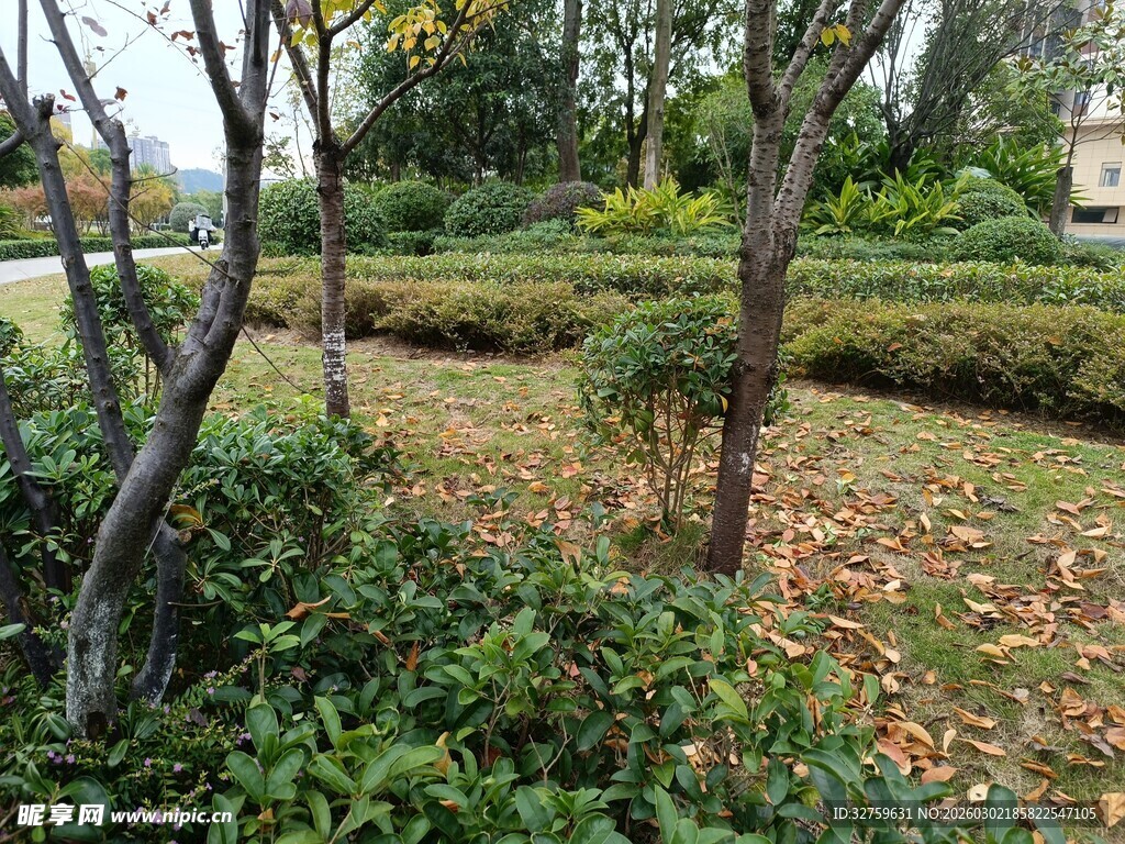 秋日公园绿植与落叶景致