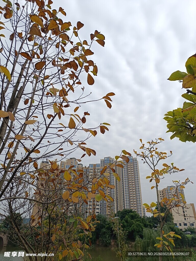 秋日城市树木景观