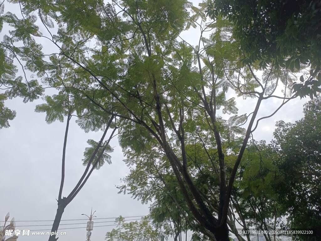 雨中繁茂树木景观