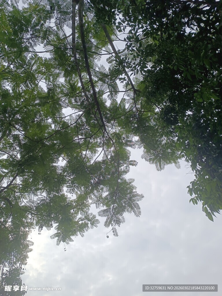 仰视繁茂绿树与天空