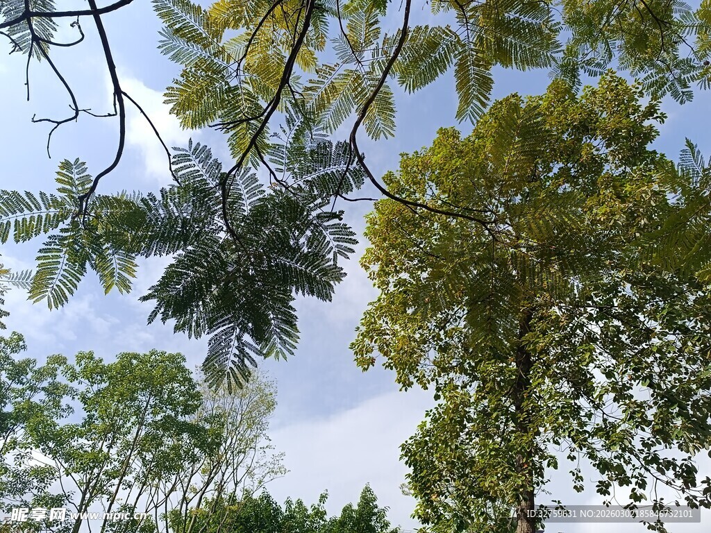 仰视葱郁树林景观