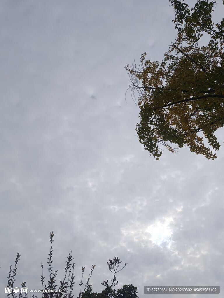 仰视天空中的枝叶