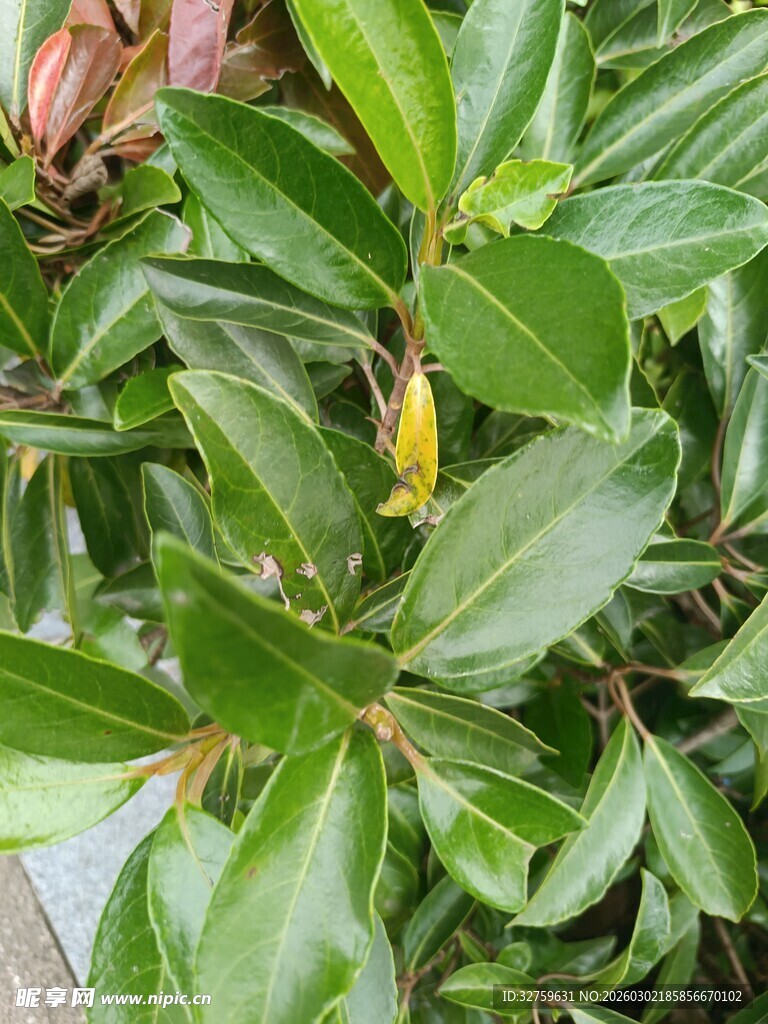 绿叶繁茂的植物特写