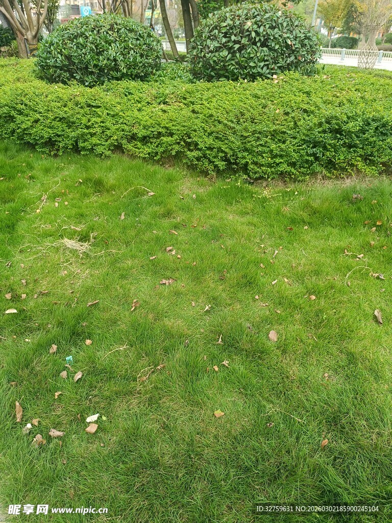 翠绿草坪与周边绿植景观