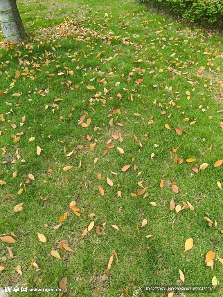 草地散落金黄落叶