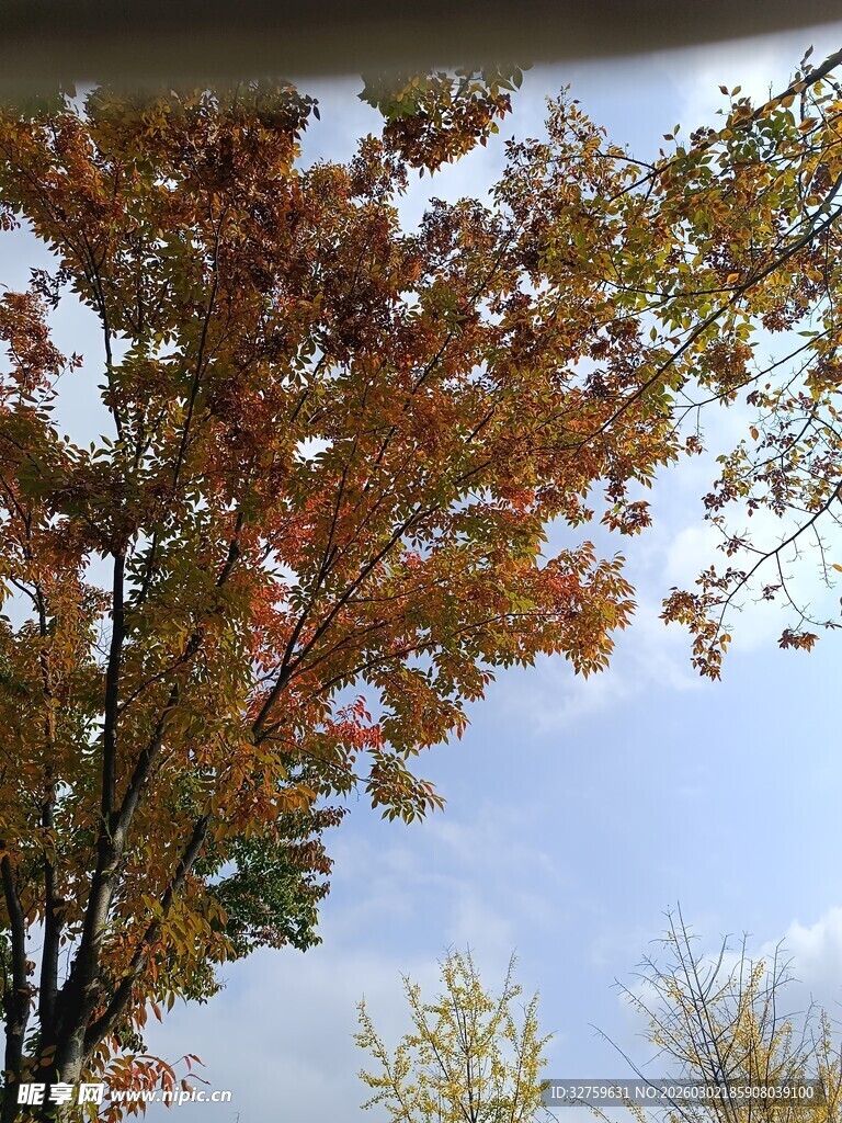 秋日斑斓树叶映蓝天