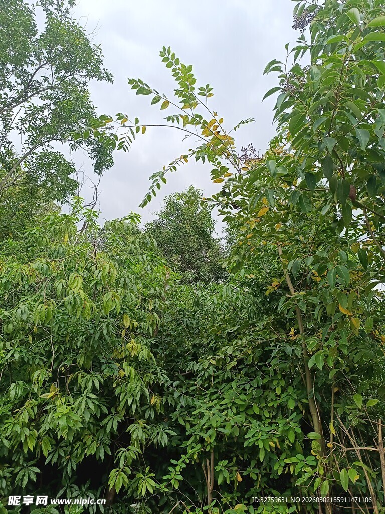 茂密丛林绿意盎然