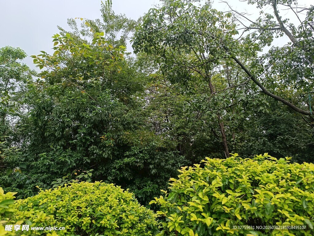 绿意盎然的繁茂植物景观