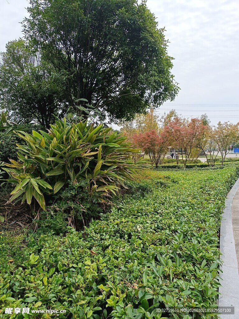 绿意盎然的园林小径景观