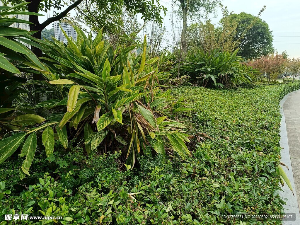 路边繁茂绿植景观