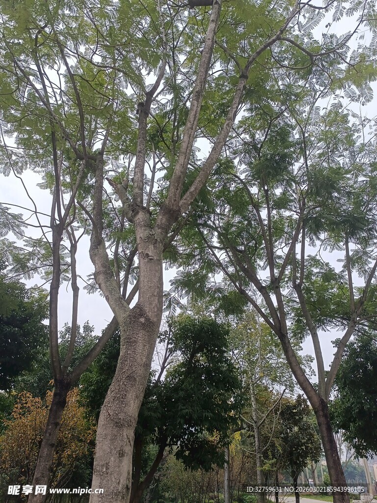 树林间的繁茂树木景观