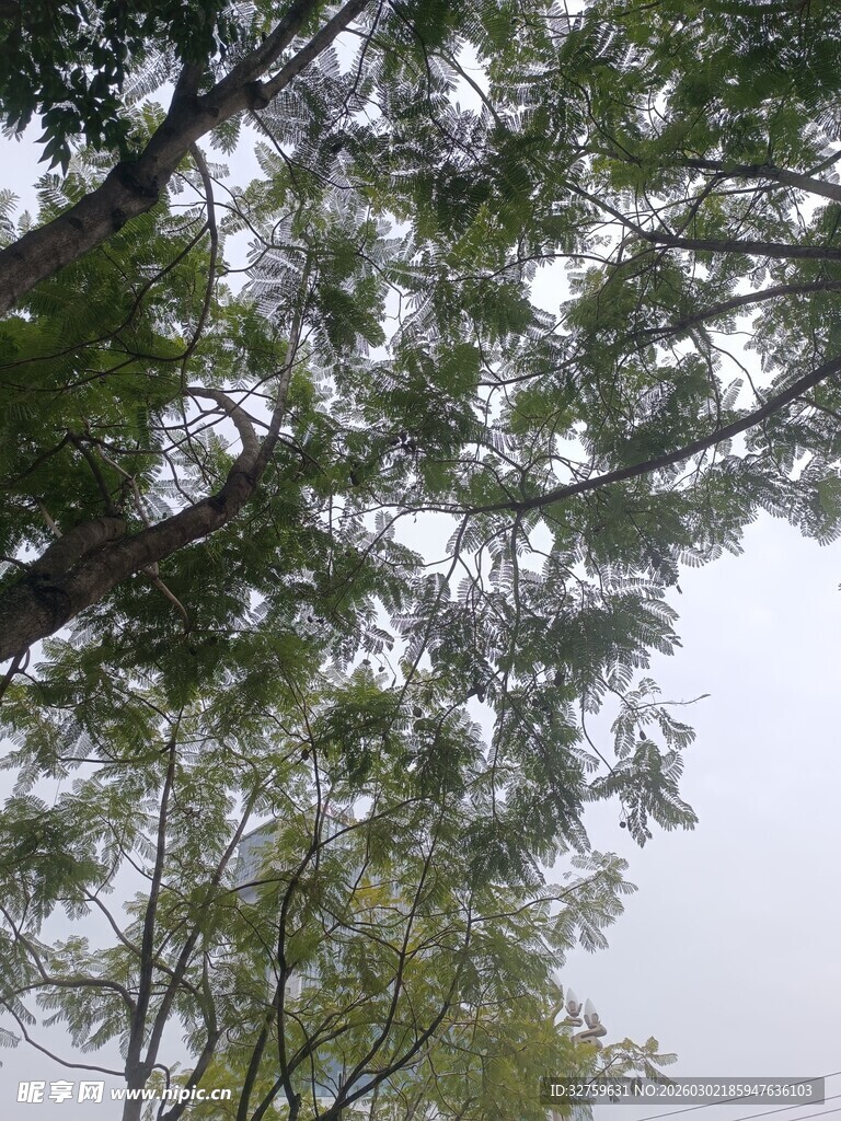 仰视视角下的繁茂绿树