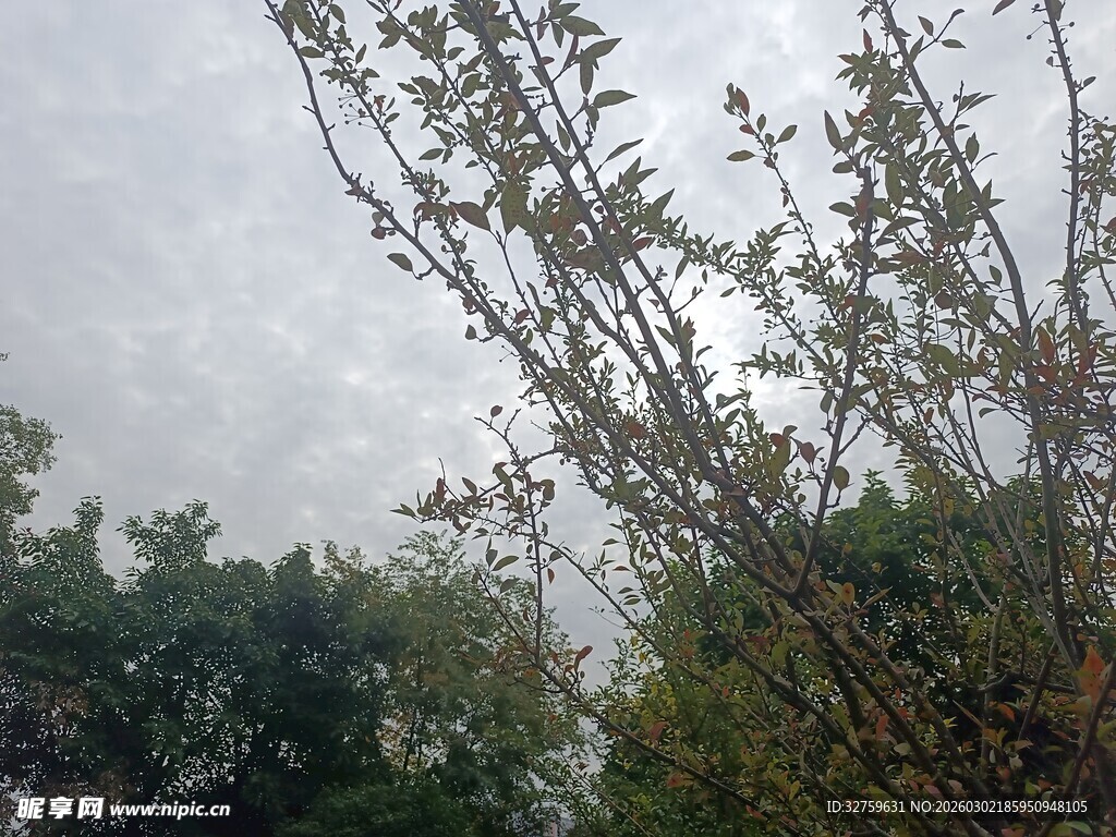 阴天中的繁茂枝叶