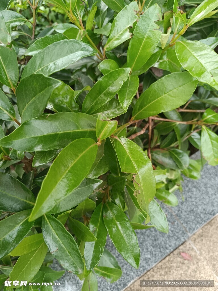 翠绿叶片生机勃勃的植物