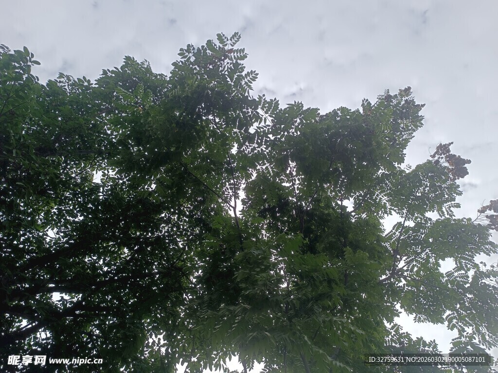 仰视茂密绿树树冠