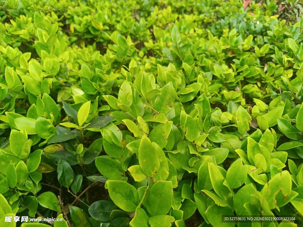 翠绿茂密的灌木丛