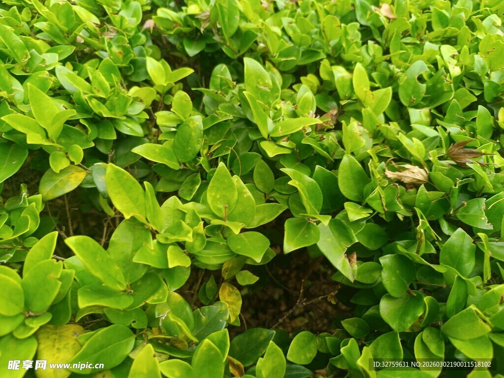 翠绿繁茂的植物景观